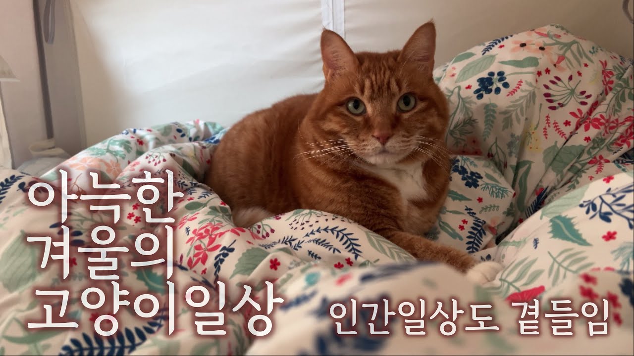 고양이 일상 속에 인간 일상 곁들이기 / 고양이 구충 레볼루션 / 조공에서 온 선물 / 토마토홍합파스타 / 인생 첫 요아정과 신라면투움바 / 바빴지만 조용했던 일상 속 고양이들