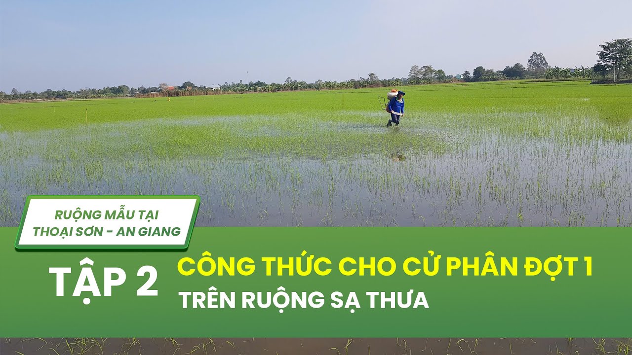 Bón phân vụ Đông Xuân đợt 1 - kích rễ cực mạnh 2026I TẬP 2