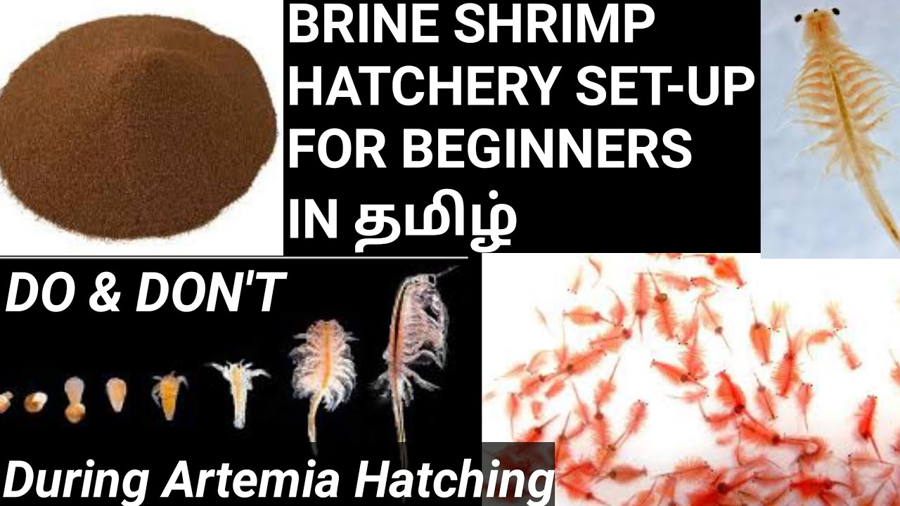 How to hatch brine shrimp eggs தமிழ் | brine shrimp culture | DO&DON'T DURING ARTEMIA HATCHING தமிழ்