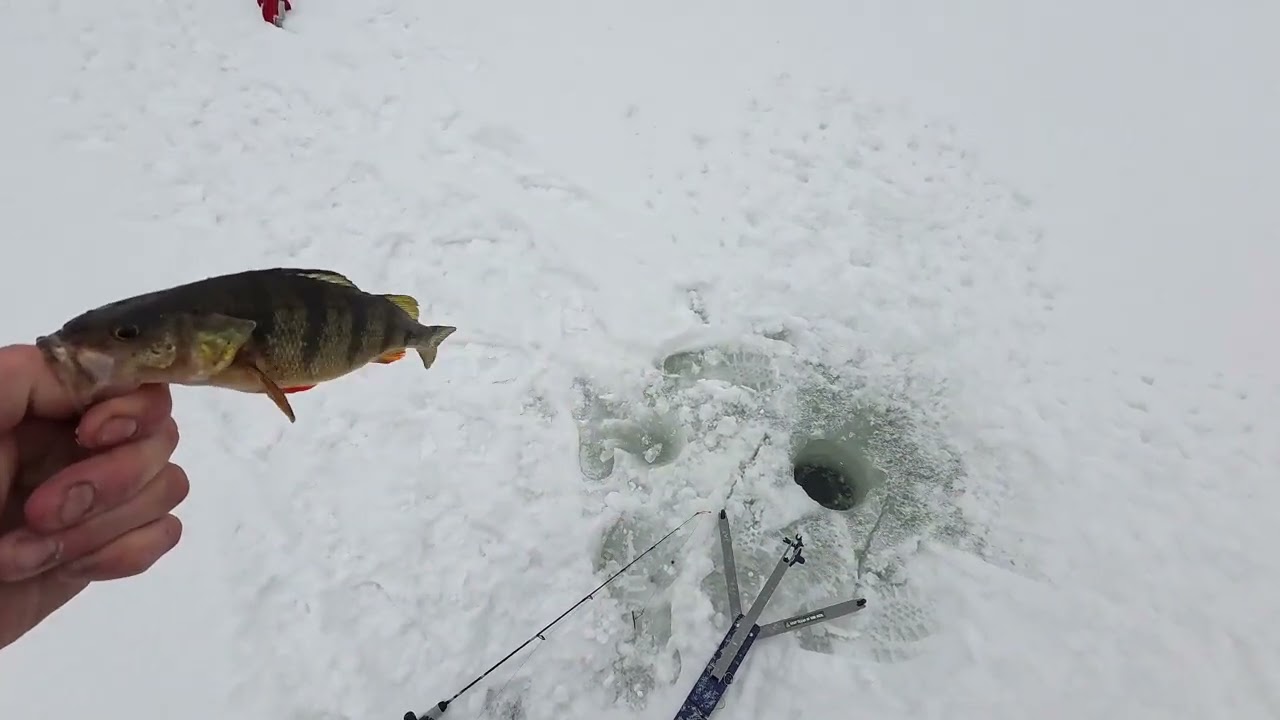 Monster Outdoor Adventures- Mega Perch