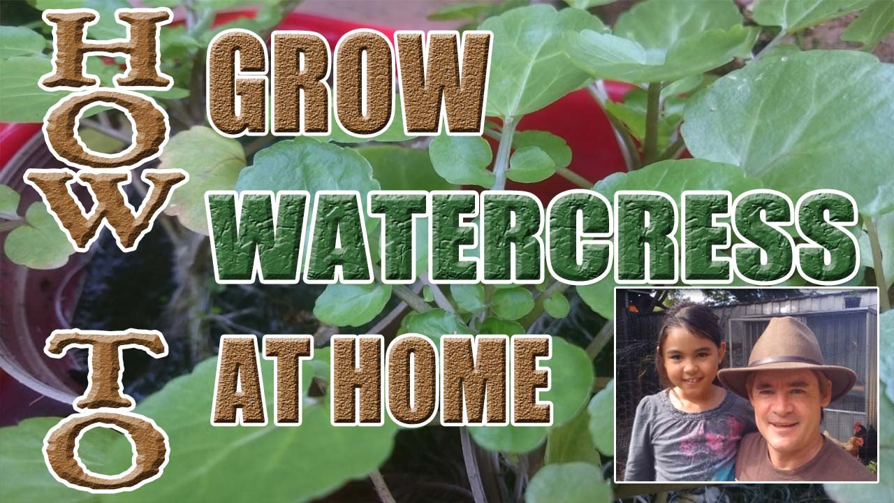 How to Grow Watercress For the Home Gardener