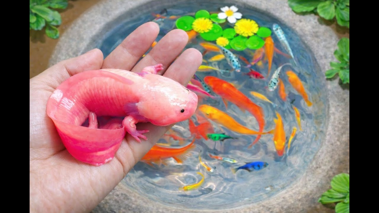 Nature Surprise! Aquarium Fish in Small Pond