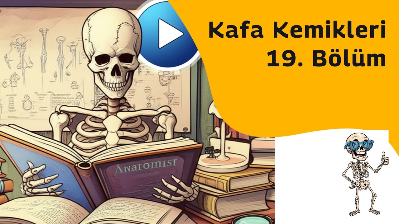 Kafa Kemikleri Bölüm 19 Burun boşluğunun (cavitas nasi) duvarları [Teorik 2]
