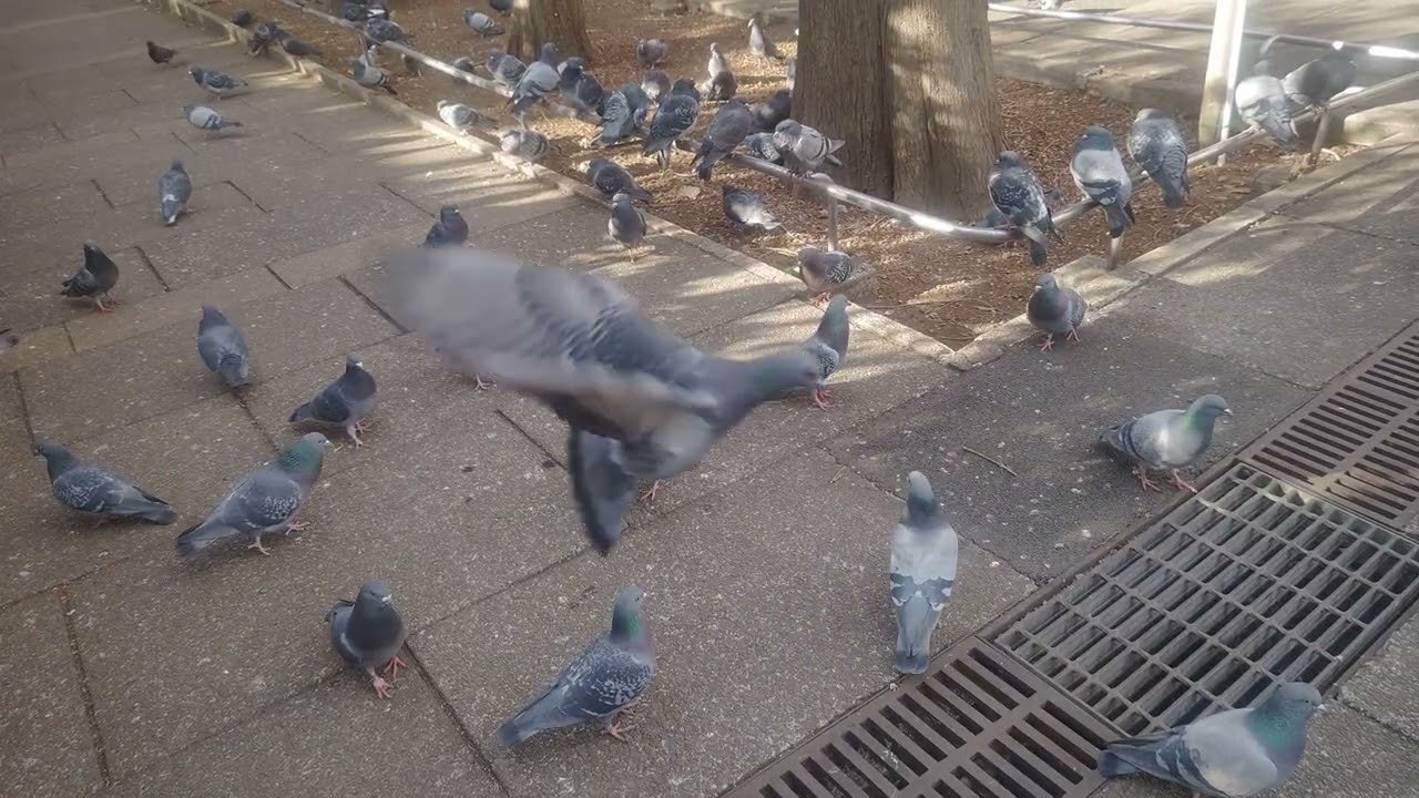 鳩まみれ