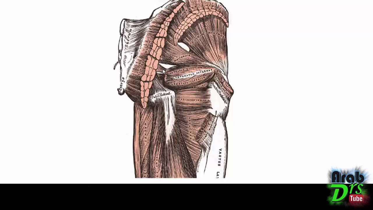 عضلات الناحية الألويوية - الجزء الثاني  {تشريح الطرف السفلي}