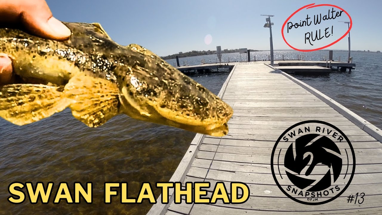 ВСЕГДА делайте это в Пойнт-Уолтер! | Swan River Flathead