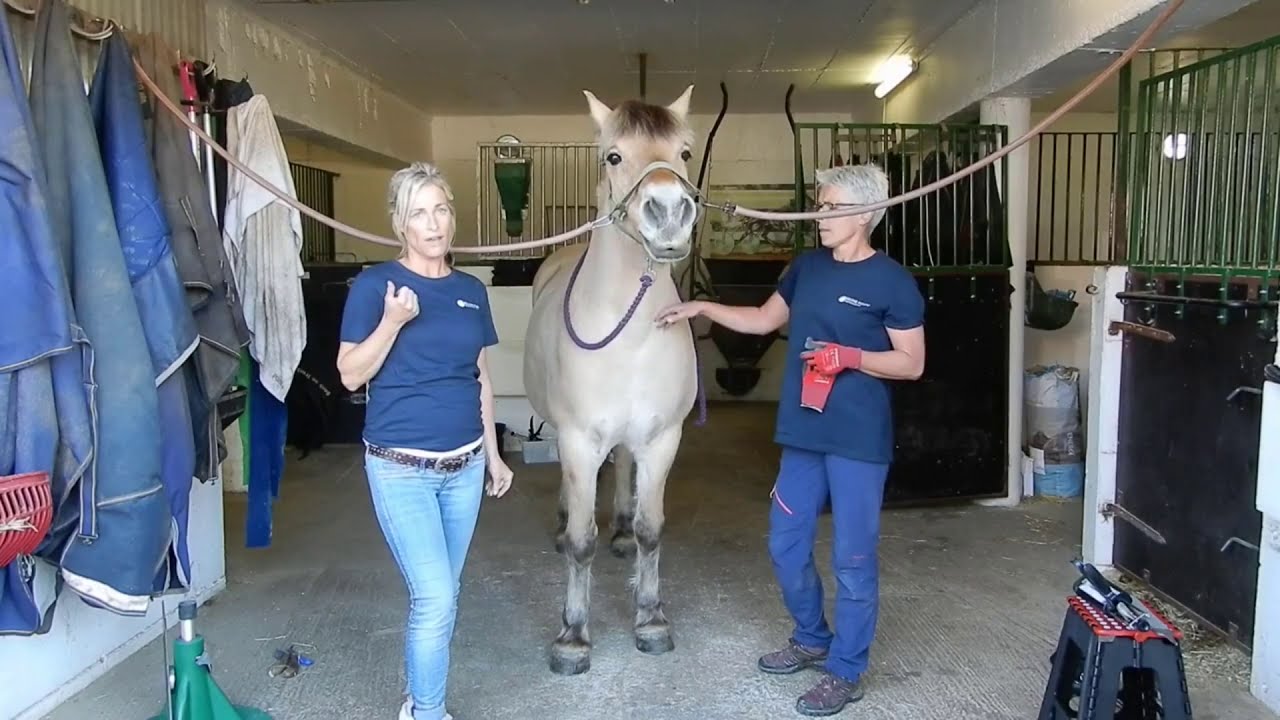 Hipposandale à coller 24 /7 de chez Equine Fusion, mode d emploi