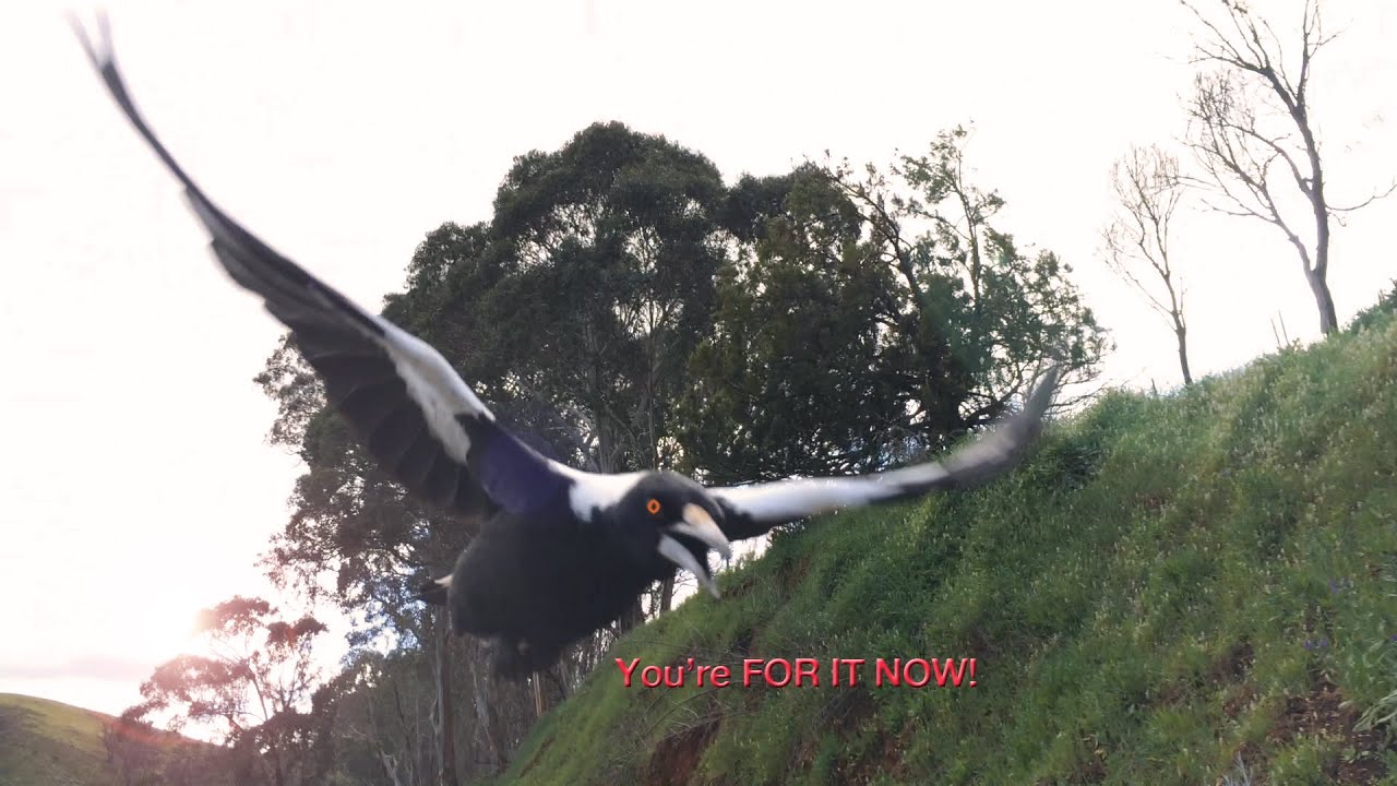 Killer Magpie Attacks Cyclist
