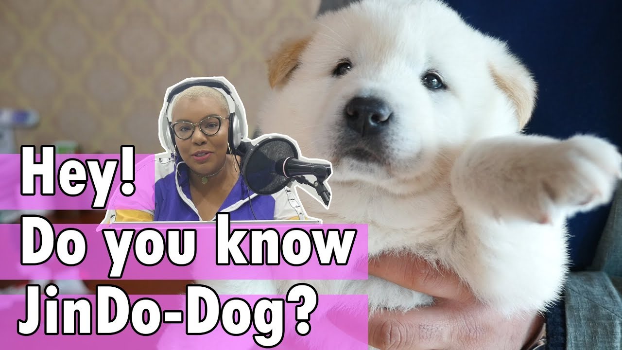 Do you know JinDo-dog? let's help the growth of PyeongChang [JinDo-Dog Family]