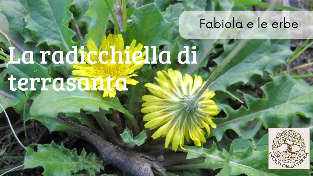 Fabiola e le erbe: la radicchiella di terrasanta