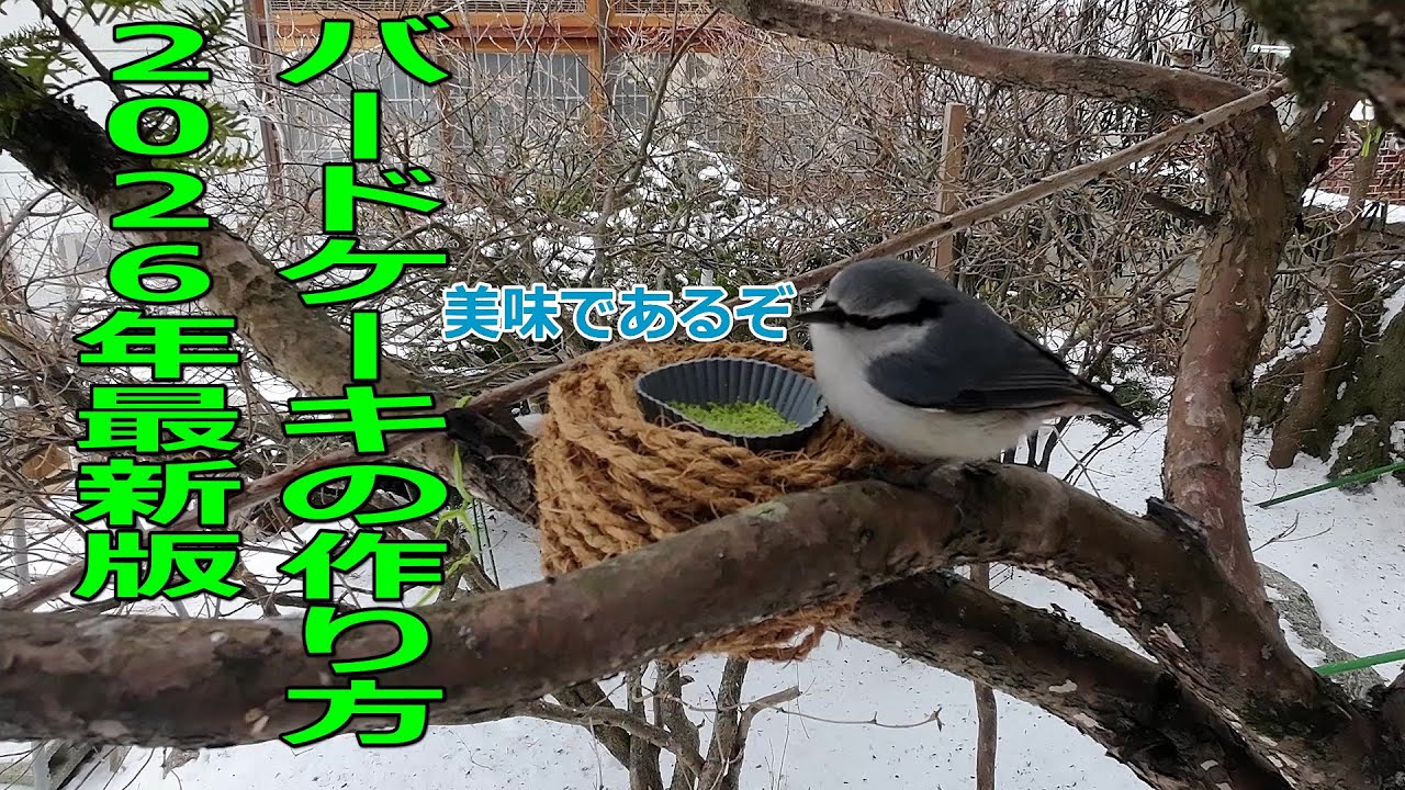 バードケーキの作り方２０２６年最新版！【野鳥越冬給餌】【野鳥越冬給餌】