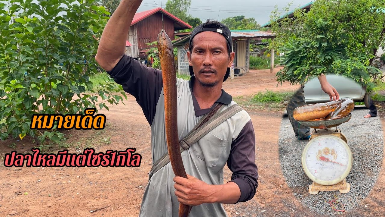 ค้างคืนดักเบ็ด หมายเด็ดปลาไหลใหญ่ ตัวละ1โล  |  พรานหมึก คนตีผึ้ง