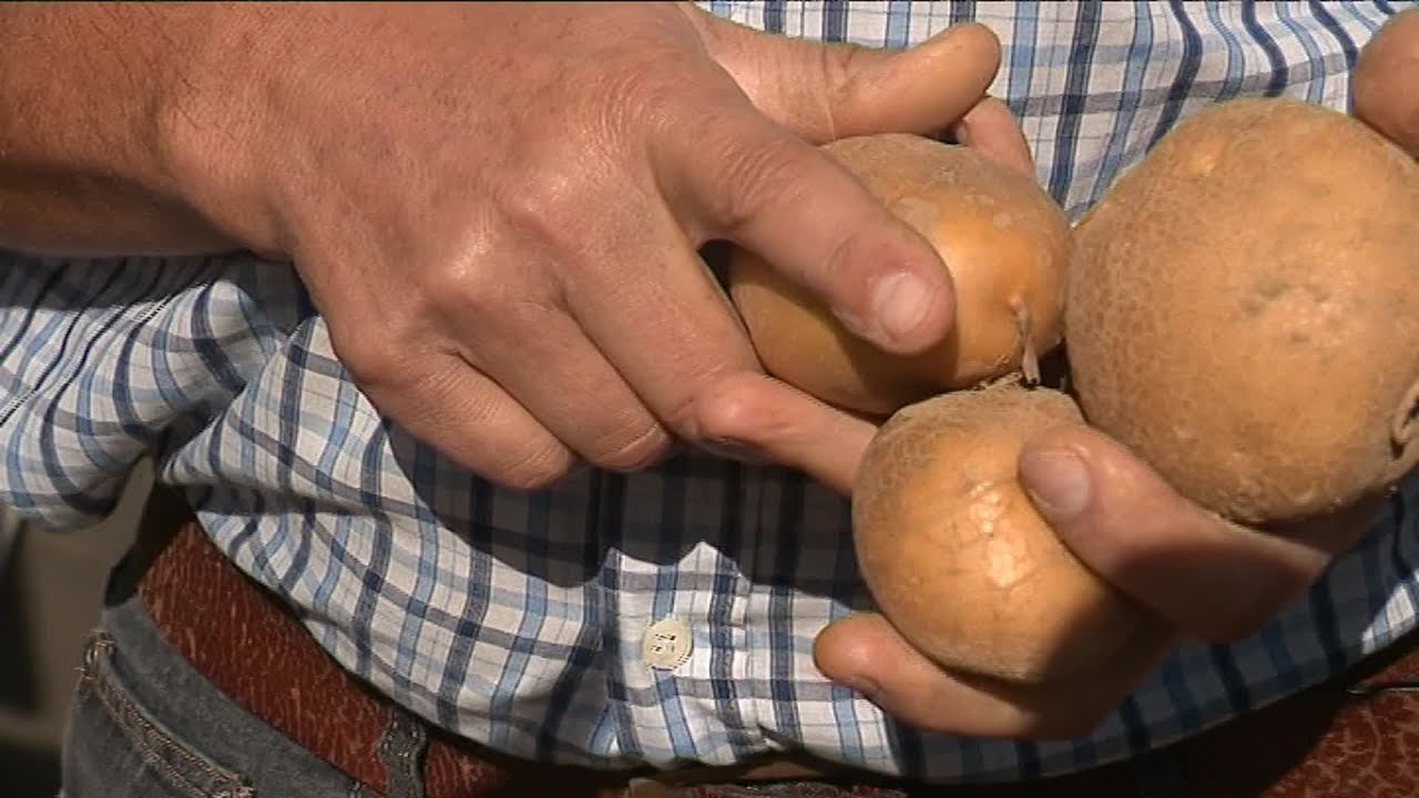 La pomme de terre picarde, une affaire de famille