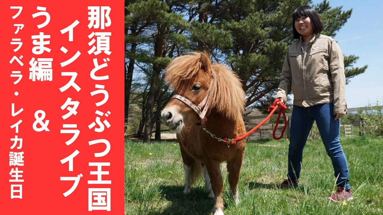 那須どうぶつ王国インスタライブ【うま編】