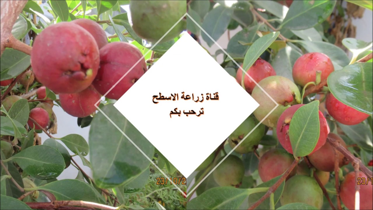 زراعة الأسطح 227 -  جولة في سطح المنزل نهاية شهر ماي