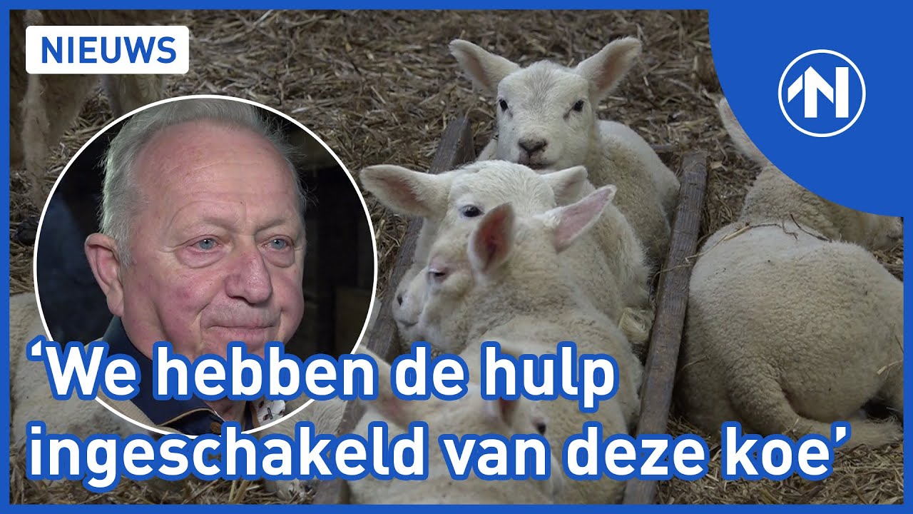 Deze lammetjes krijgen melk van een pleegkoe