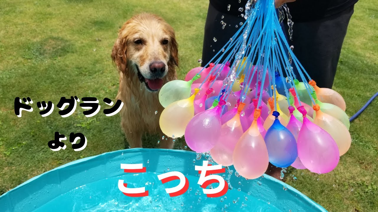 【水遊び】ドッグランに行ったけど．．．この暑さは危険⚠ゴールデンレトリバーyou／優