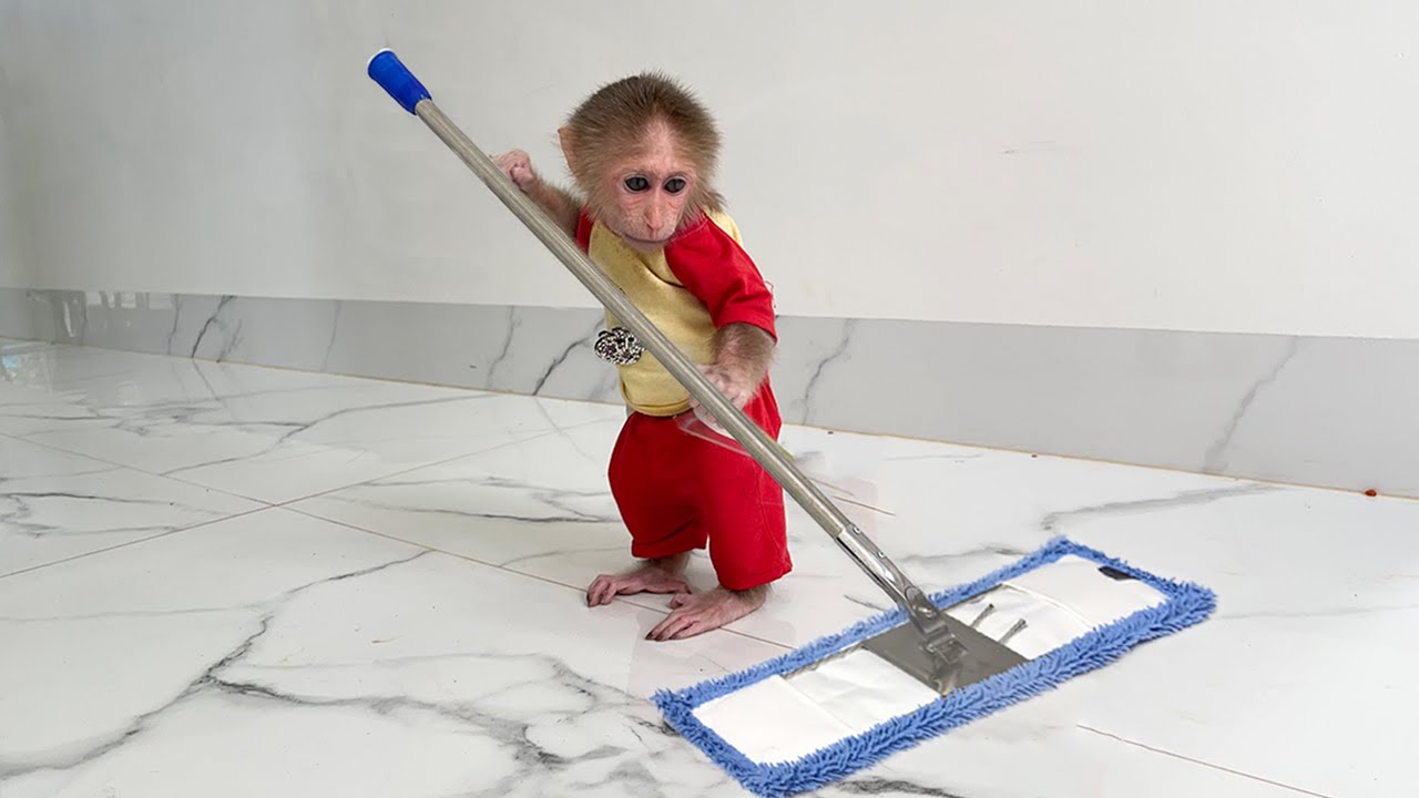Unbelievable! Monkey Cubis Does House Cleaning Better Than You! 😲✨