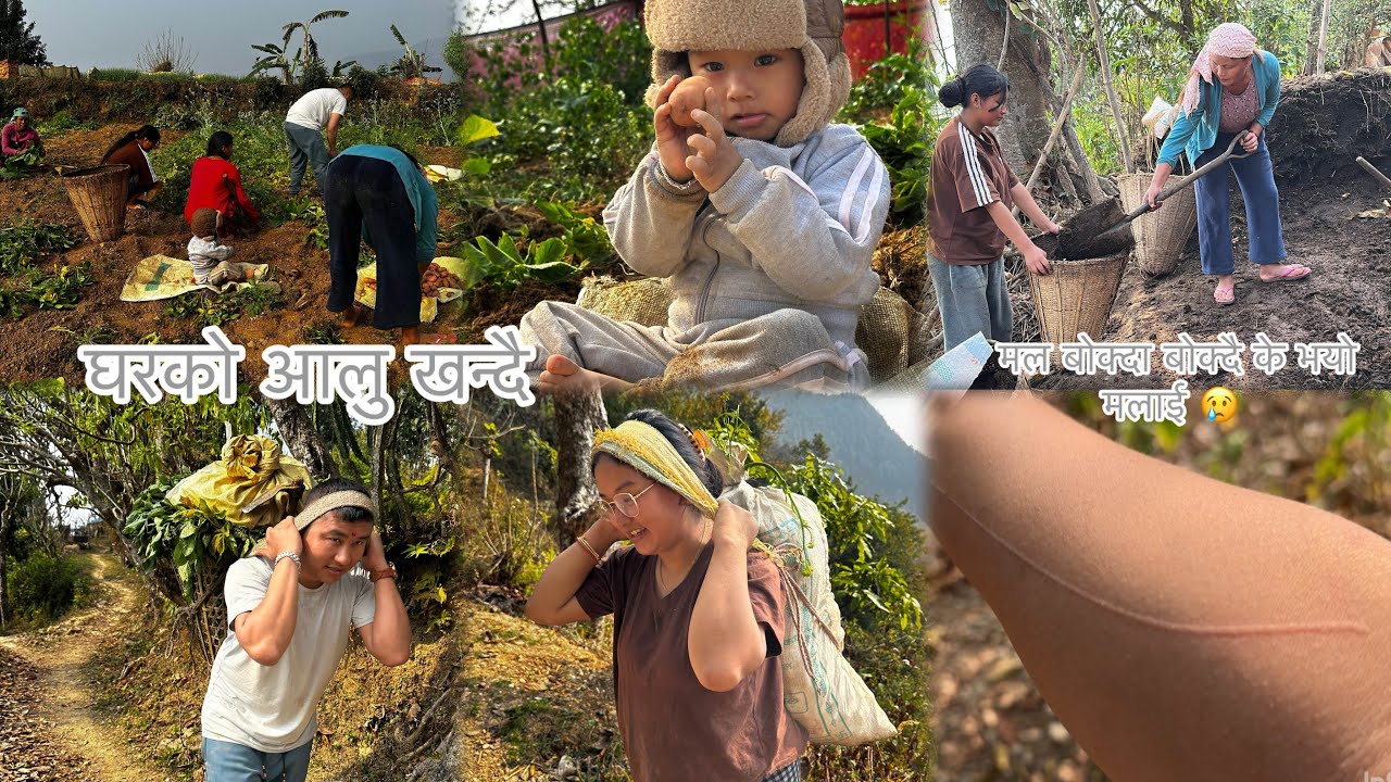 Vote halna gau ahyo//gaughar ko kaam sikadai//Kati ahyo Alu//maal bokda bokdai k vayo yesto 😔 