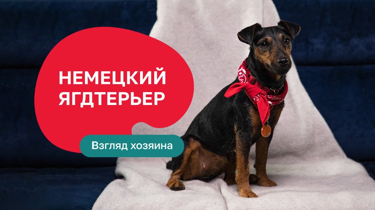 Немецкий ягдтерьер – все о породе, плюсы и минусы — шоу «Ожидание/реальность»