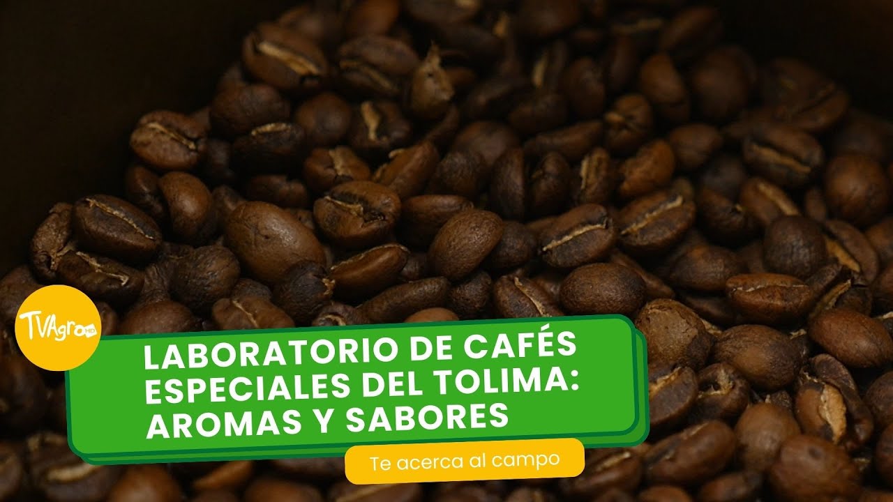 Laboratorio de cafés especiales del Tolima: aromas y sabores- TvAgro por Juan Gonzalo Angel Restrepo