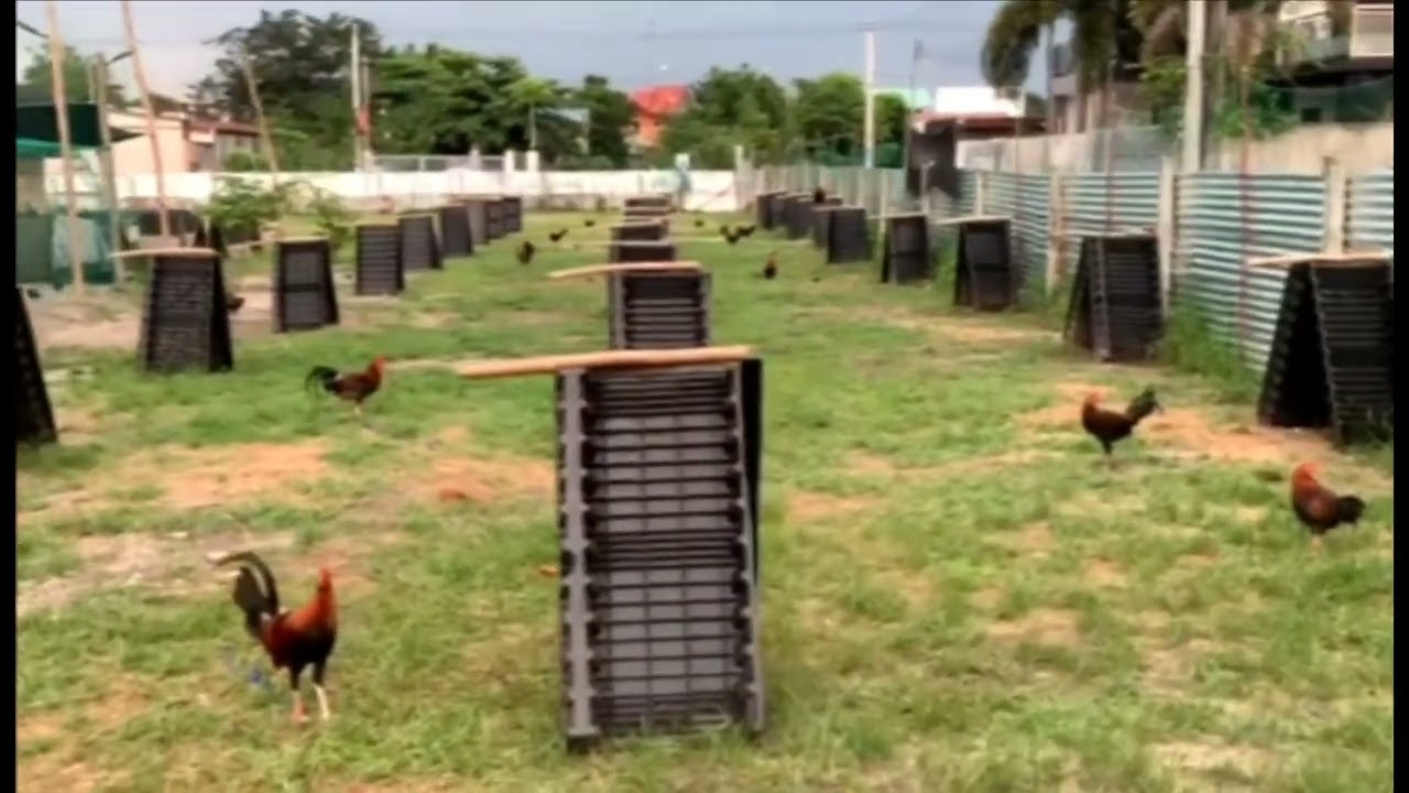 Roaming Around our Farm - Apex Gamefarm