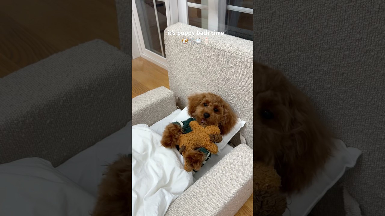 it&rsquo;s bath time! #puppy #poodle #asmr #pets #viral #funny #dog #doglife