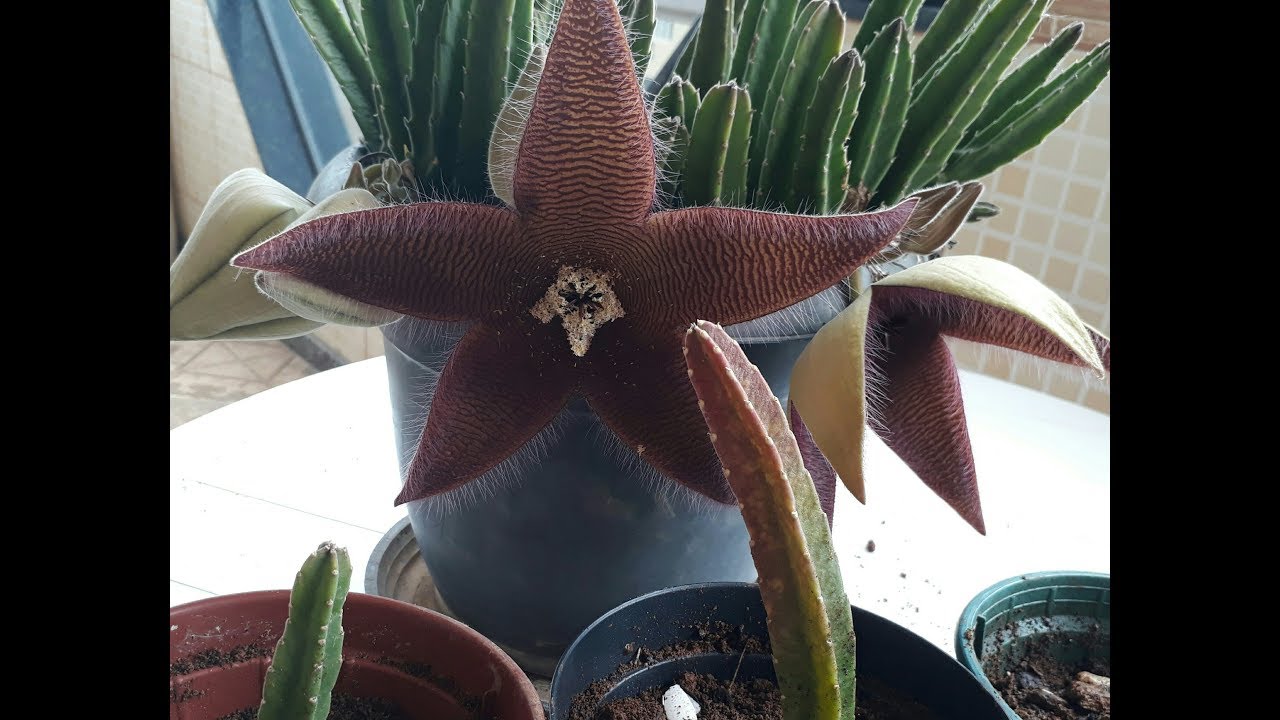 CACTO ESTRELA E SEUS CUIDADOS