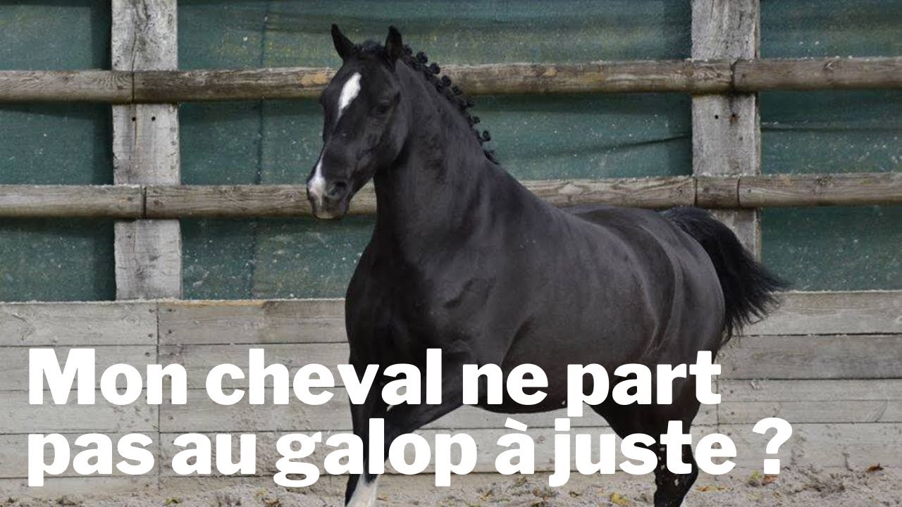 Mon cheval ne part pas au galop à juste ?