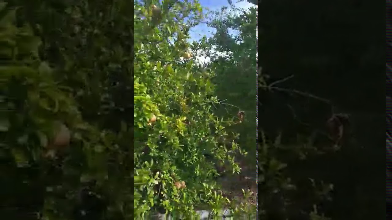 Dolina neretve  daje rajske plodove .