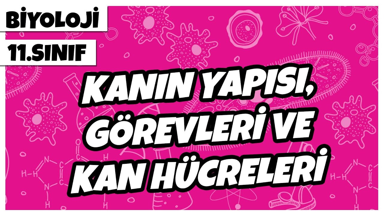 11. Sınıf Biyoloji - Kanın Yapısı, Görevleri ve Kan Hücreleri | 2022