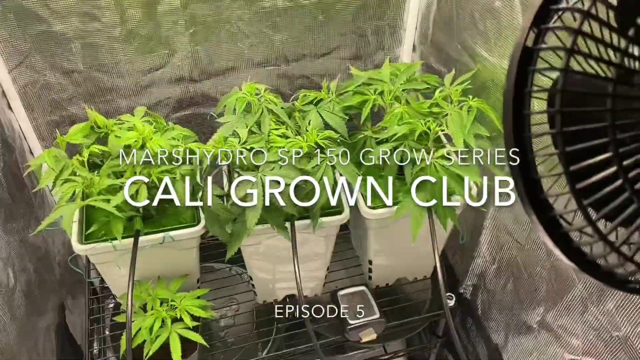 MarsHydro SP 150: Grow Series #5