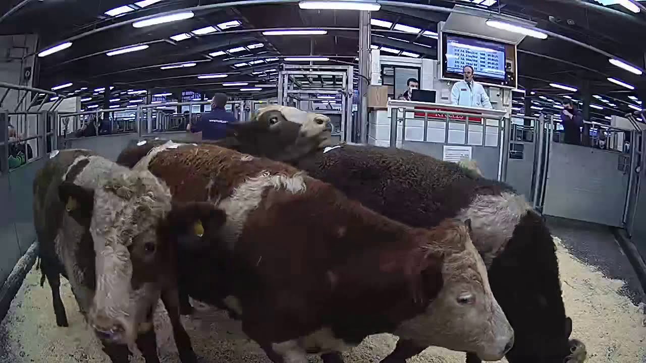 Kivells Store Cattle Sale 27.01.21 - MartEye
