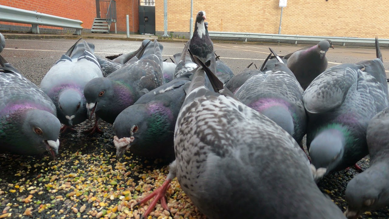 Hungry Pigeons Eating Seeds