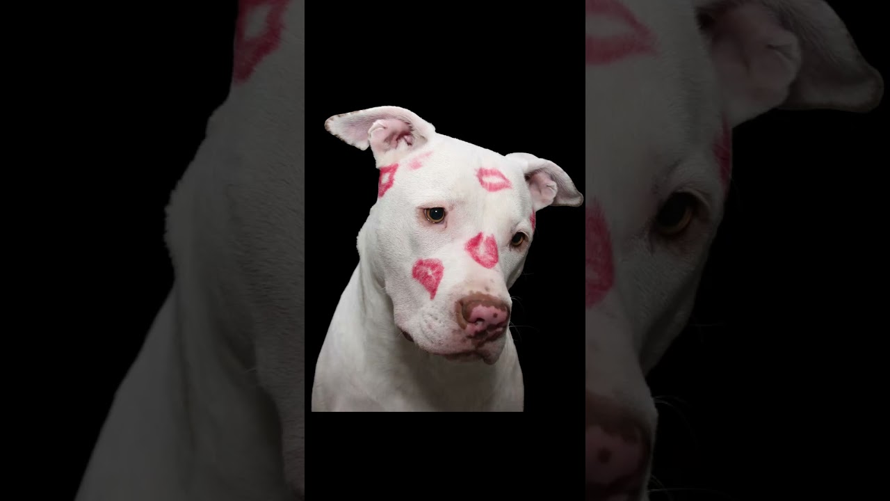 SONIDO DE BESOS DE DIBUJITOS #cortos #shorts #shortsfeed #gracioso #perros #sonido #naturaleza