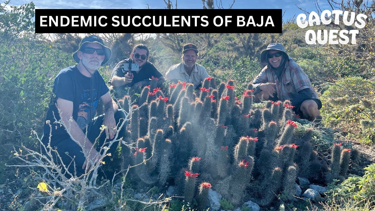 Searching for endemic succulents in Baja California Sur: (Part 1 of 3)  Magdelena Island