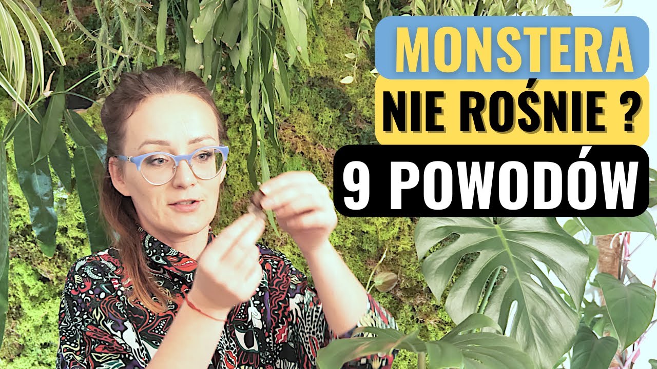 Co zrobić żeby MONSTERA szybciej rosła? Dlaczego monstera nie rośnie?