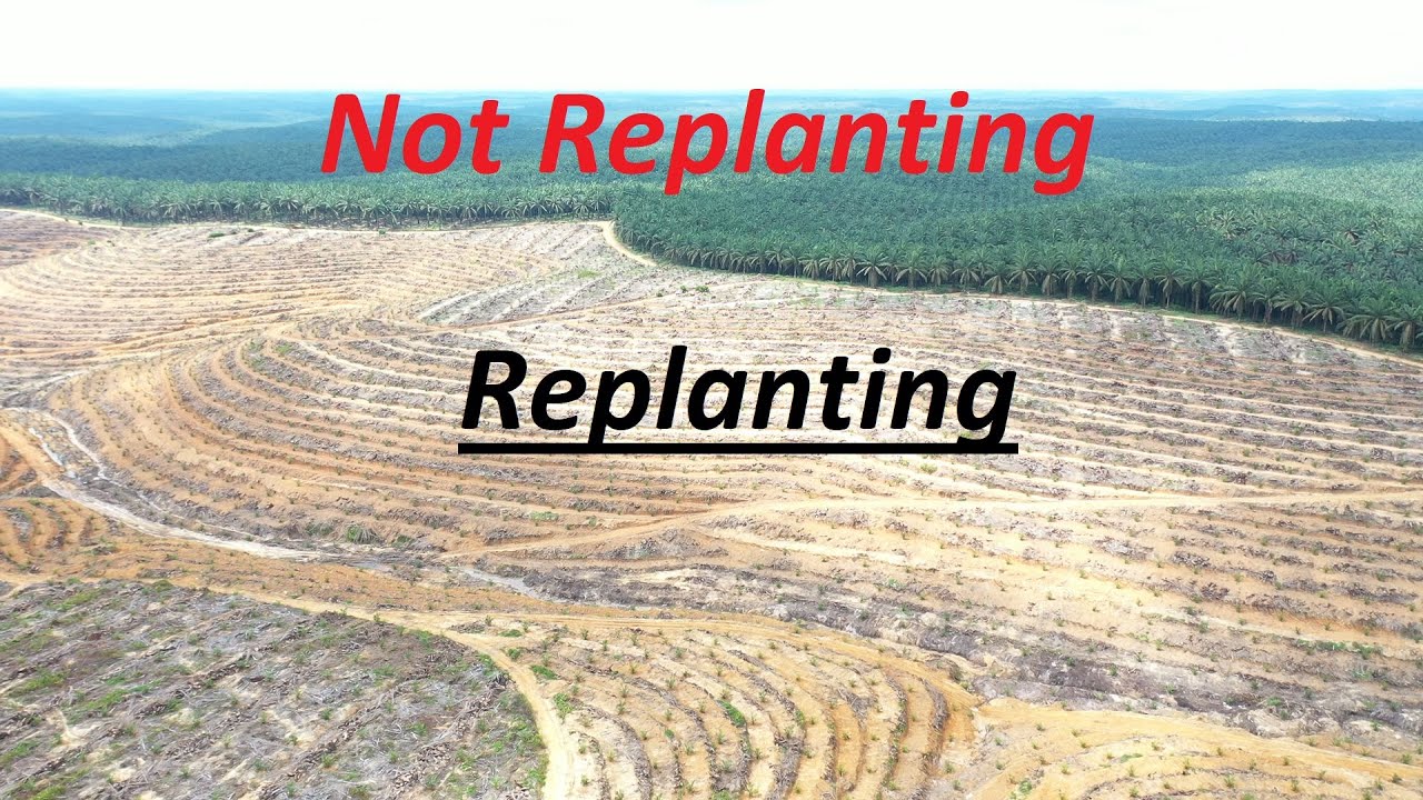 Replanting Palm Oil Plantation View From Drone