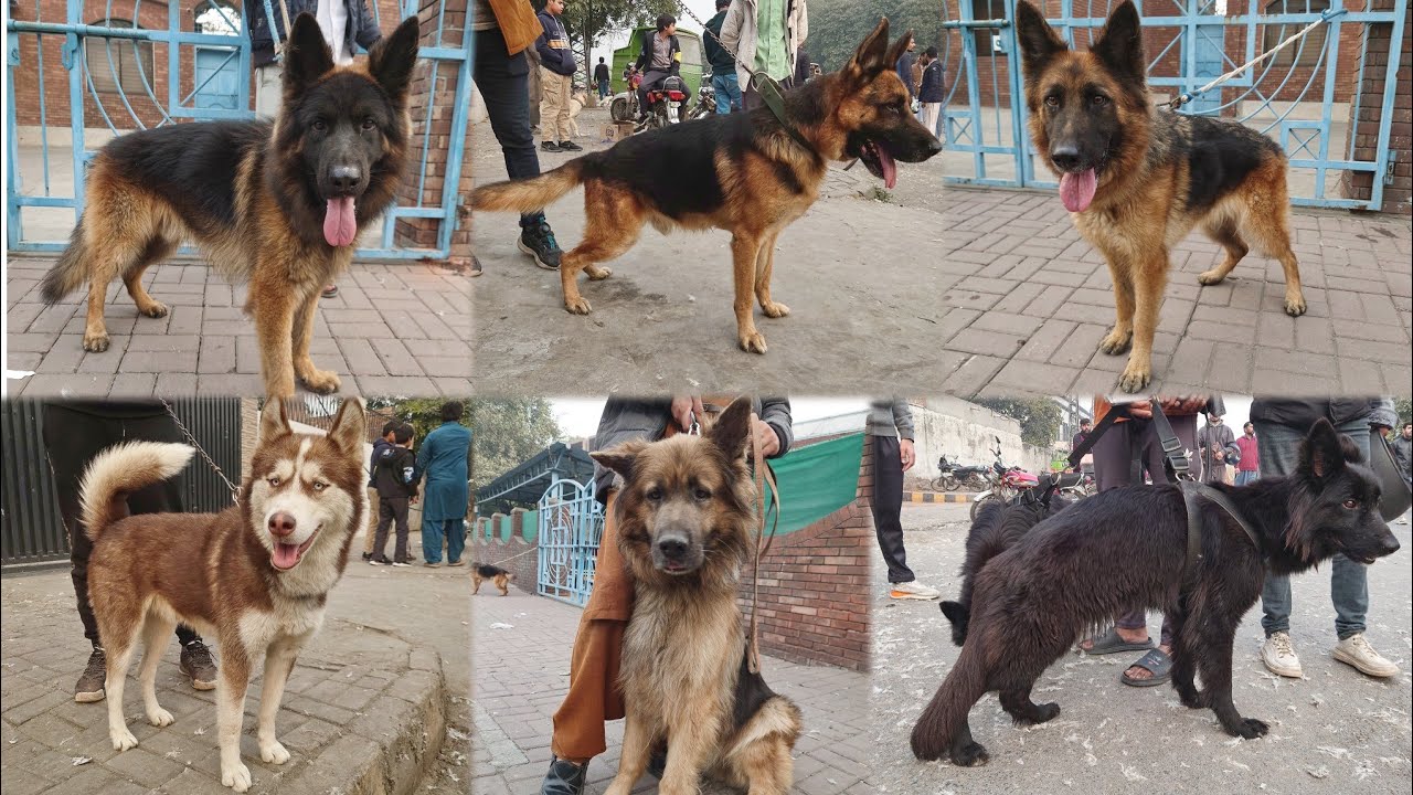 Dogs Ki Mandi, Lahore 14 Dec | Tollinton Market Lahore | Exploring with YASIR | Special Dogs Market