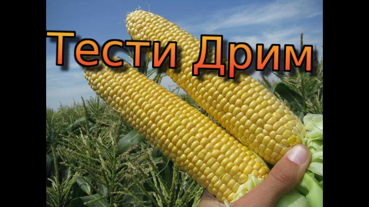 Сахарная кукуруза - серия 21. Тести Дрим - кукуруза мечта, или мечта о кукурузе! Сахарная кукуруза.
