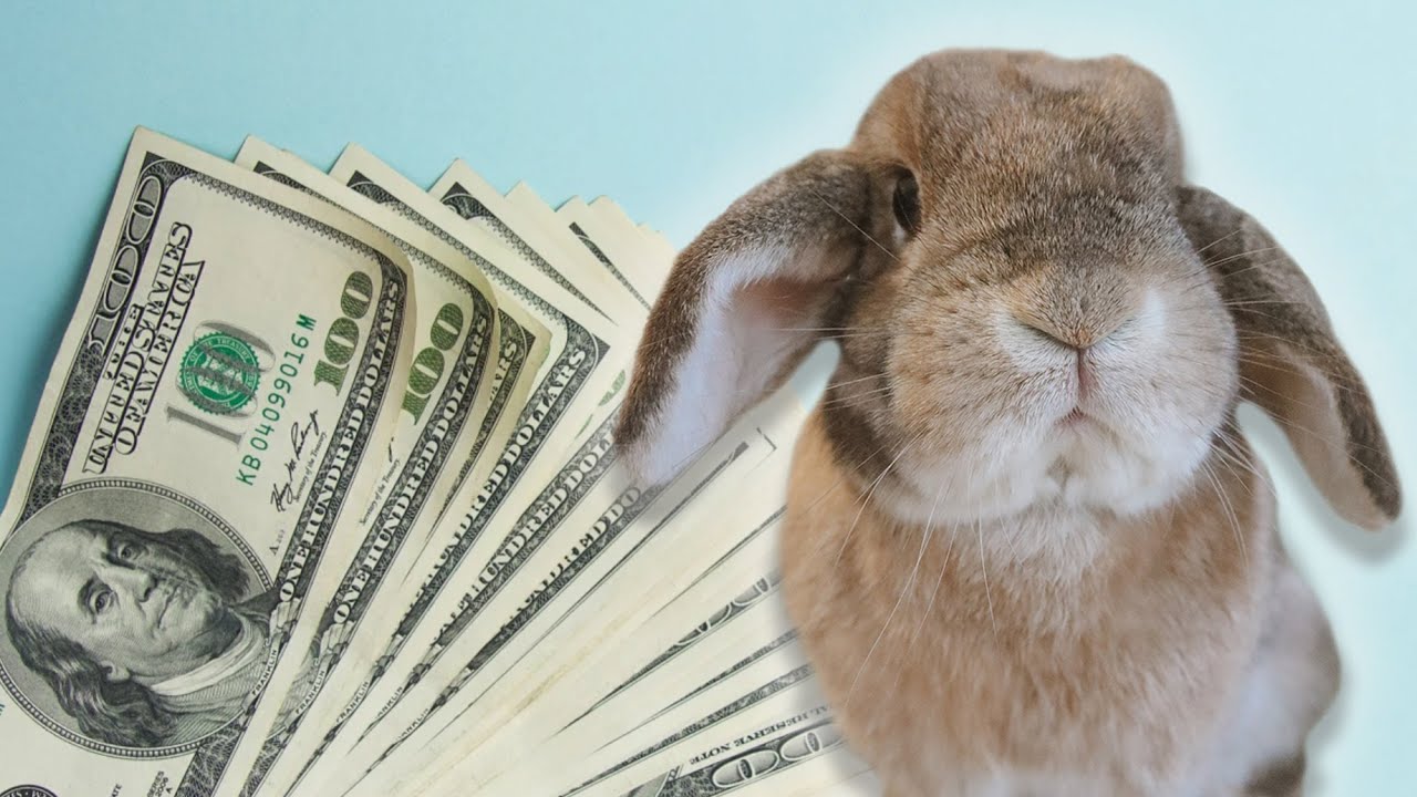 How Much Do Rabbits Cost?