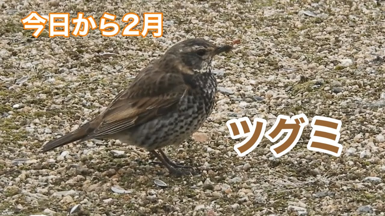 まるおの母　まるこの宿根草と低木の庭　2026 02 01 今日から2月です〜。1月は、雪がよく降ったけど、2月のスタートも、また雪。すぐに消えたけど😅　今日も10種類の野鳥が飛んで来て、にぎやか🐦