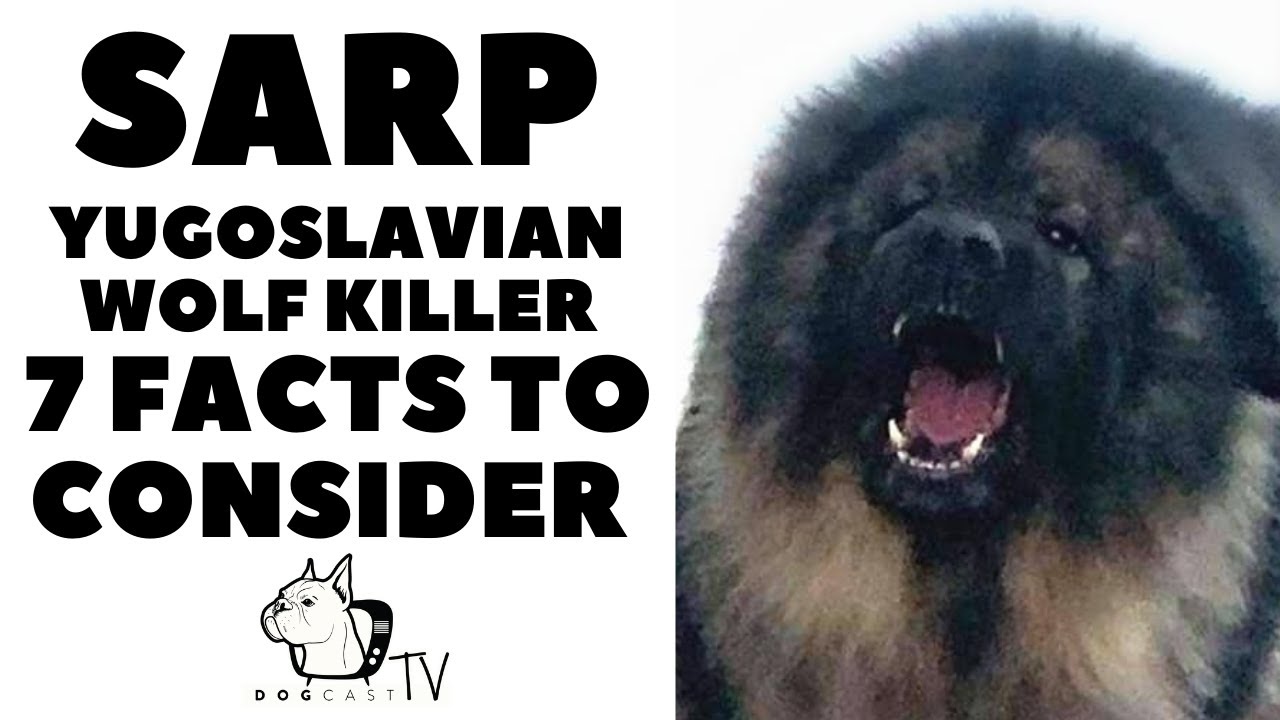 Прежде чем купить собаку — SARPLANINAC — 7 фактов перед выбором! DogCastTV!