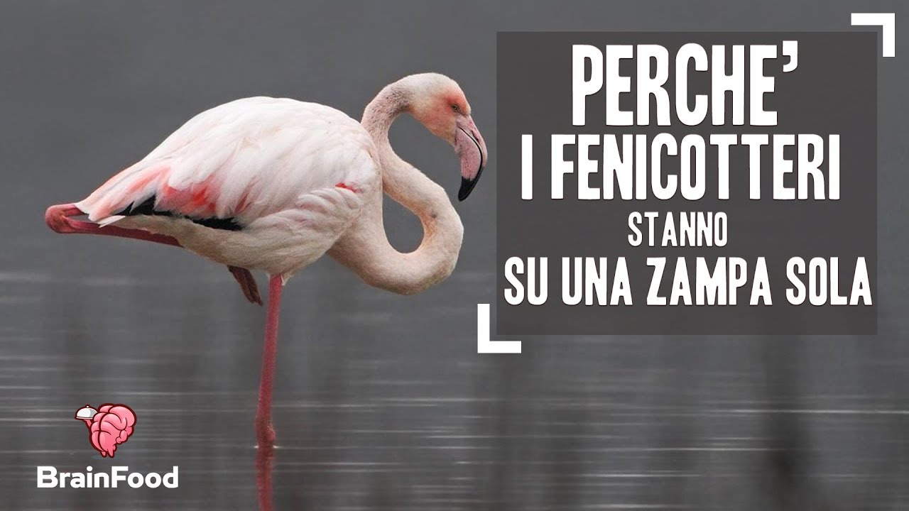 PERCHE' I FENICOTTERI STANNO SU UNA ZAMPA SOLA
