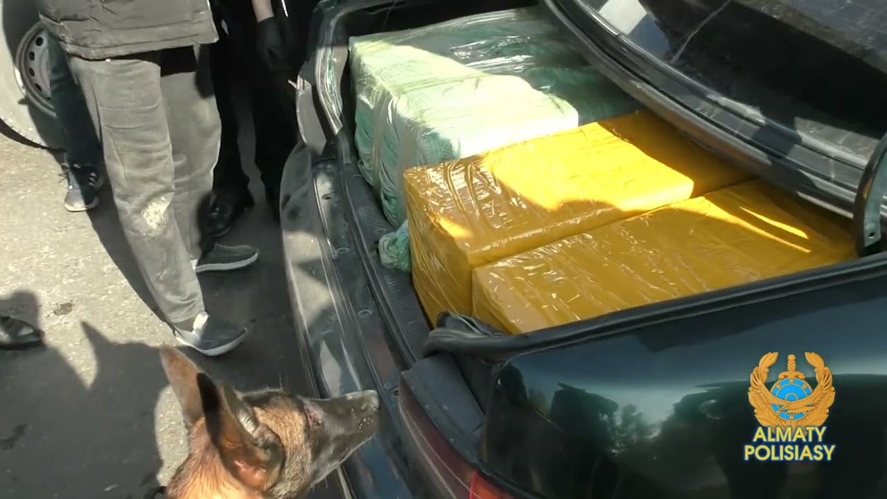 Алматыда арнайы іс-шара: қалаға кіре берісте 151 келі гашиш тәркіленді