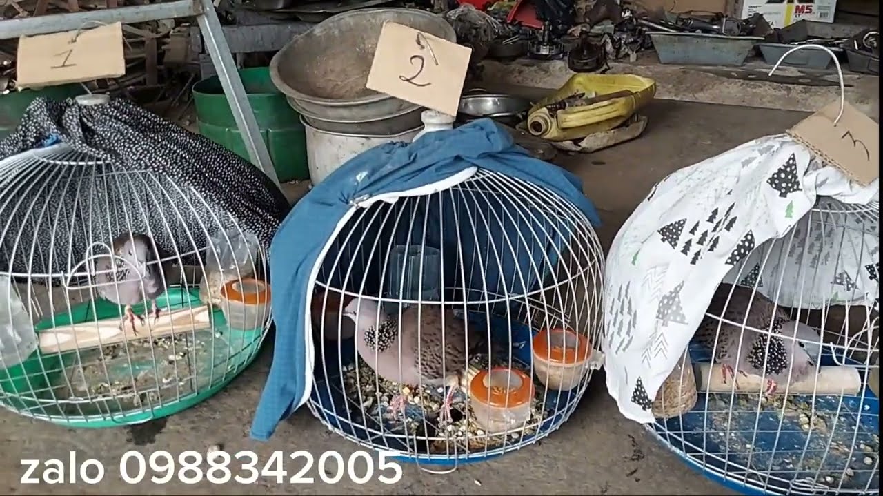 Lên  cu gáy gù gia rẻ   công khai  z@lo o988 ba bon hai 005 /   cu gáy gia rẻ