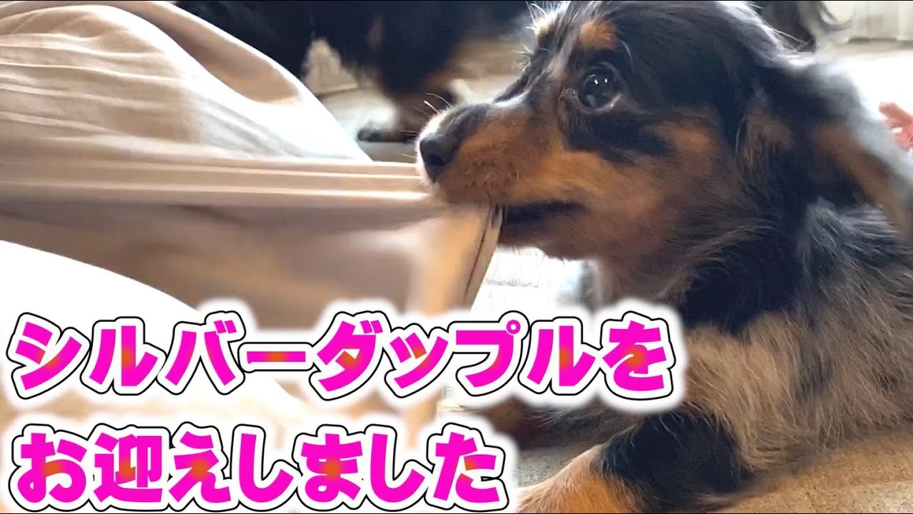 子犬のシルバーダップルをお迎えしました【ダックスの子犬】