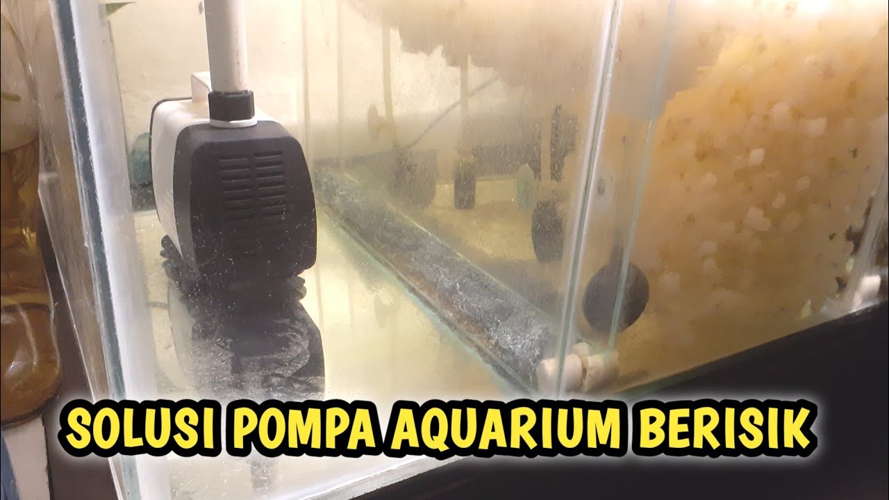 Pompa aquarium berisik ini solusinya