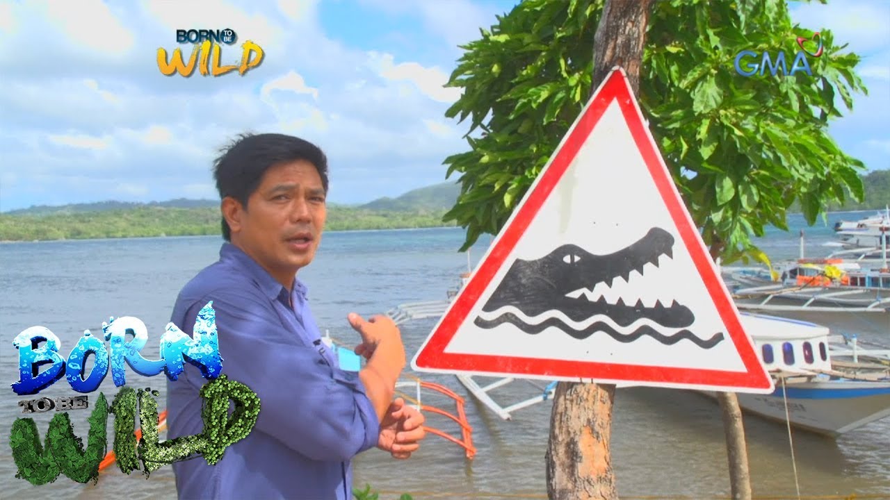 Born to be Wild: The crocodiles of Balabac, Palawan