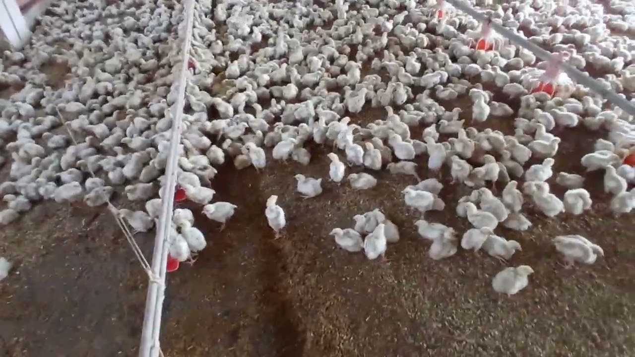 Asif poultry fom walet line leaking and cover